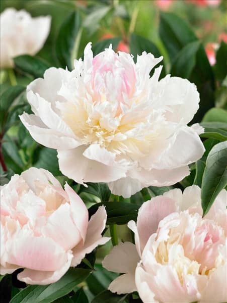 Paeonia lactiflora Angel Cheeks