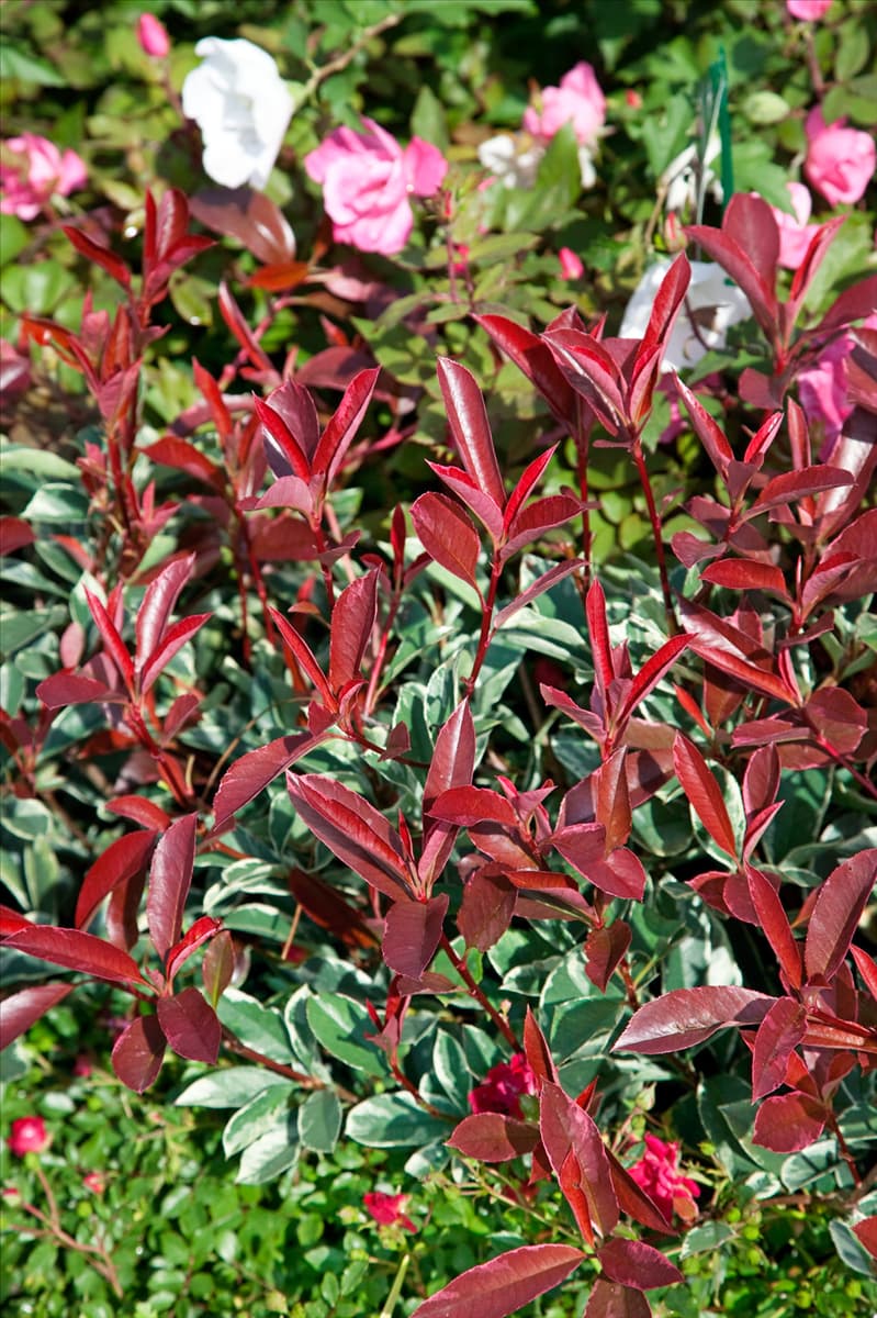 Photinia x fraseri Cassini