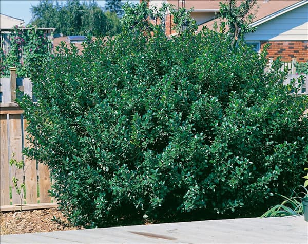 ILEX X MESERVEAE TYPE BLUE PRINCE