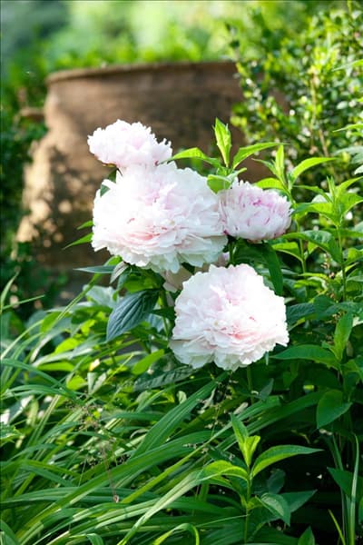 Paeonia lactiflora