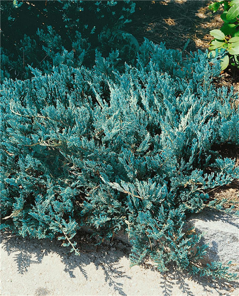 Juniperus horizontalis Blue Chip