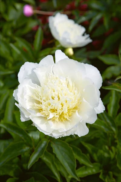 Paeonia Bride's Dream