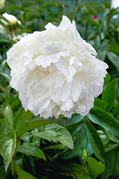 Paeonia Dr. F. G. Brethour