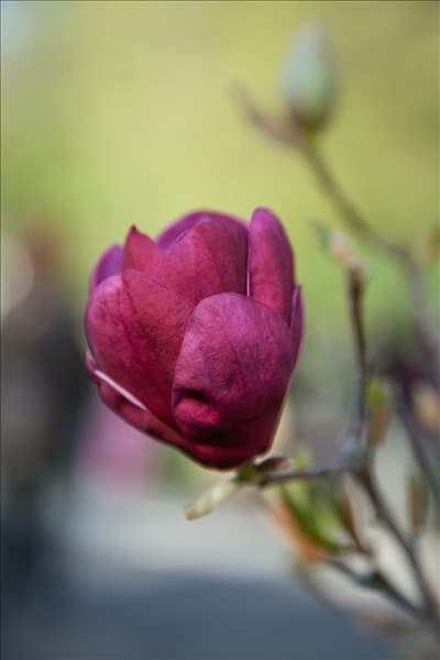Magnolia Genie