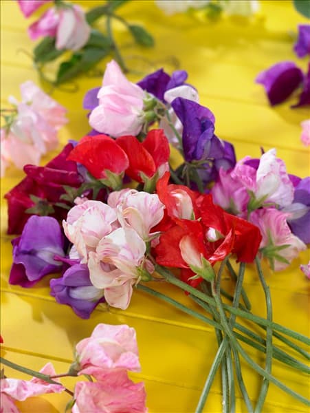 Lathyrus odoratus 'Fragrantissima'
