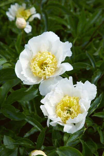 Paeonia lactiflora Bu-te