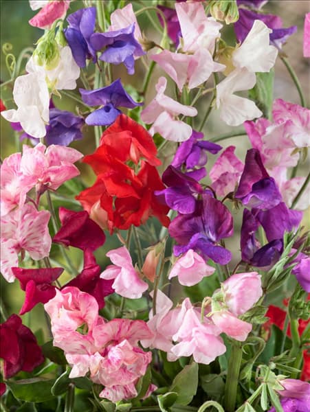 Lathyrus odoratus Fragrantissima