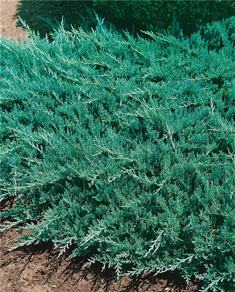 JUNIPERUS HORIZONTALIS BLUE CHIP