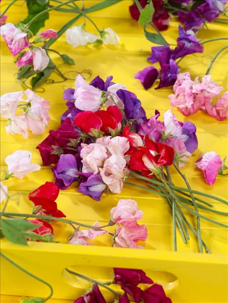 Lathyrus odoratus Fragrantissima