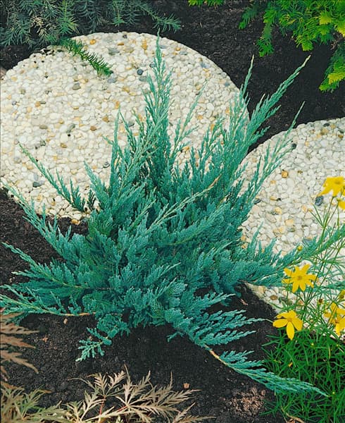 Juniperus horizontalis Blue Chip