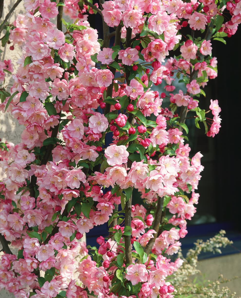 MALUS VAN ESELTINE
