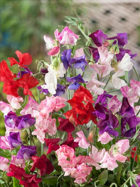 Lathyrus odoratus Fragrantissima