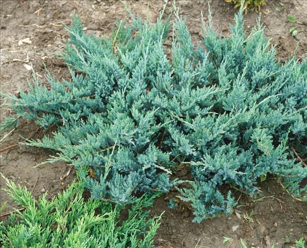 JUNIPERUS HORIZONTALIS BLUE CHIP