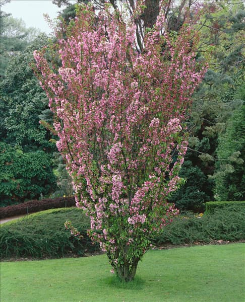 MALUS VAN ESELTINE