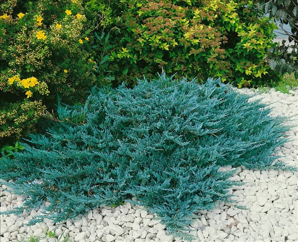 JUNIPERUS HORIZONTALIS BLUE CHIP