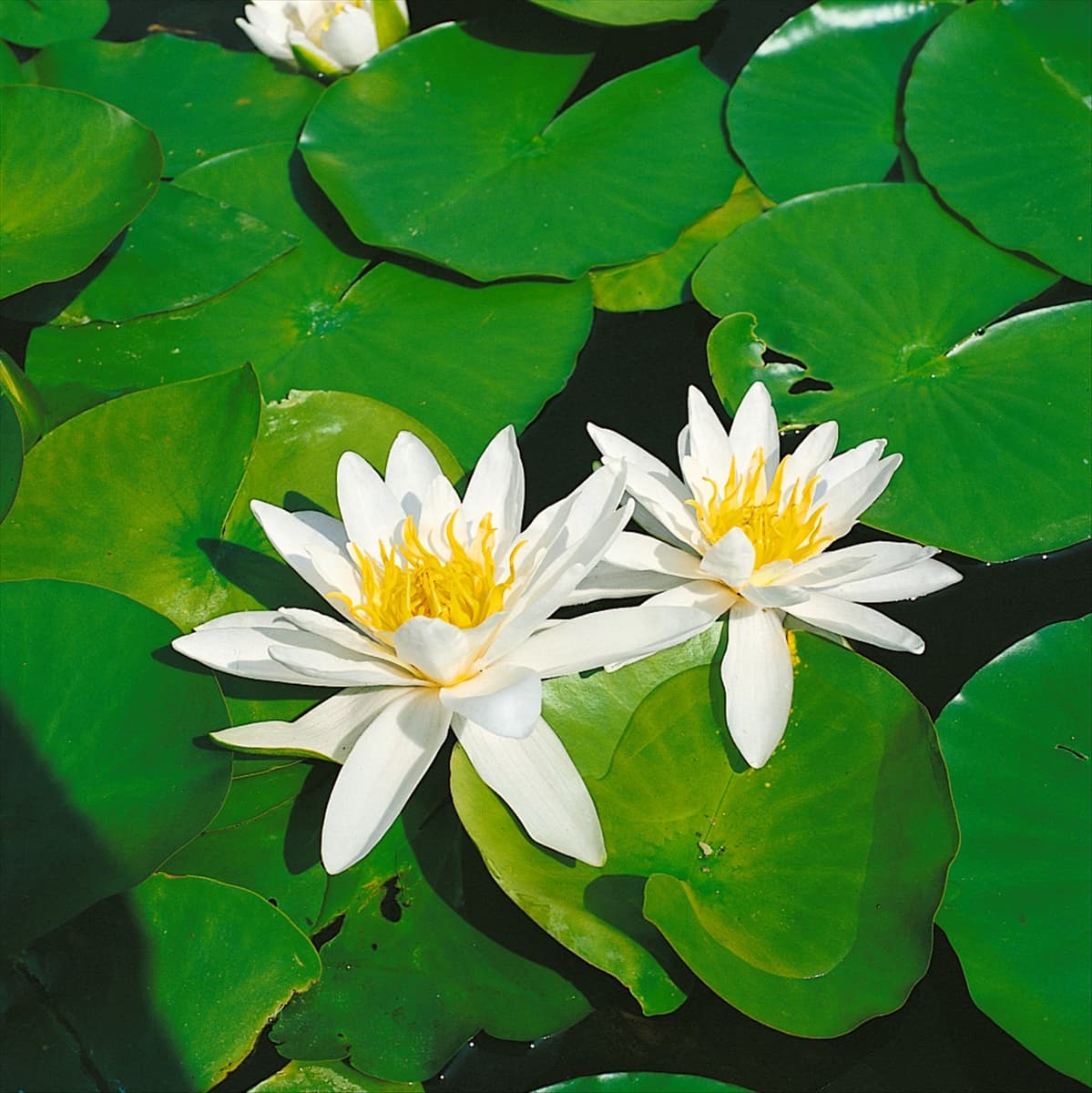 NYMPHAEA RICHARDSONII
