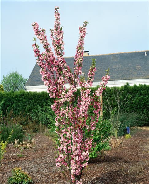 MALUS VAN ESELTINE