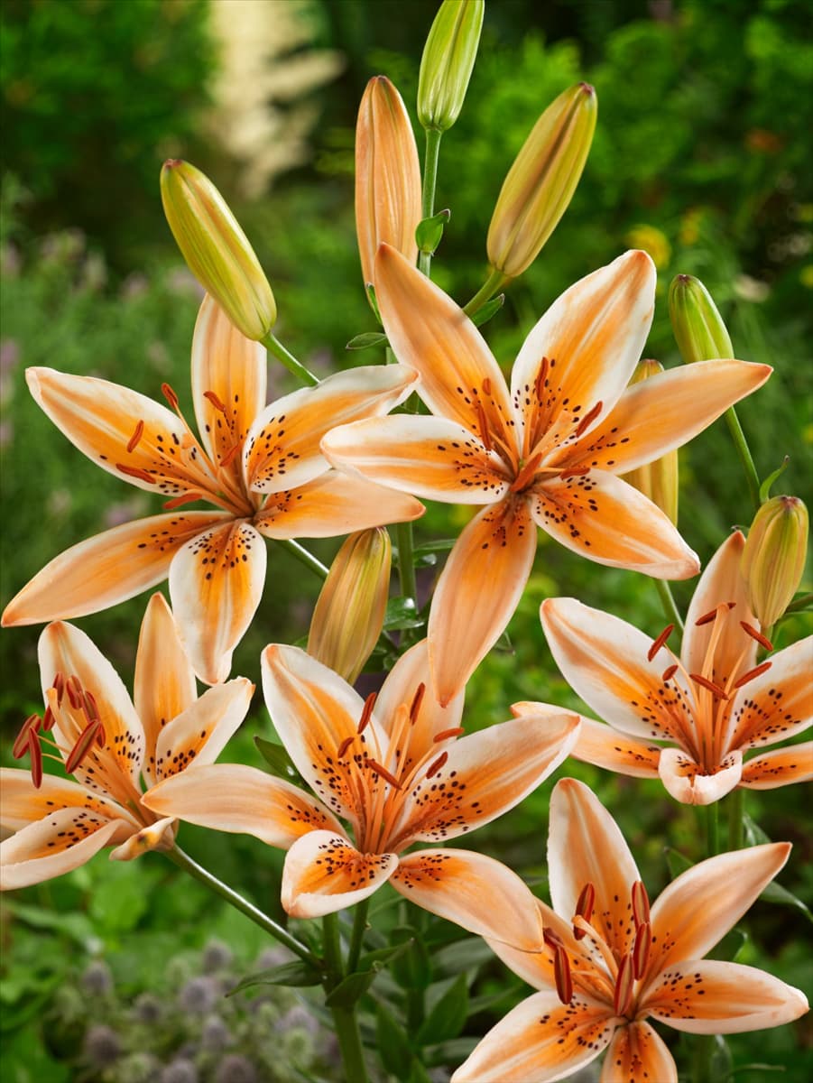 Lilium Asiatic Orange Electric