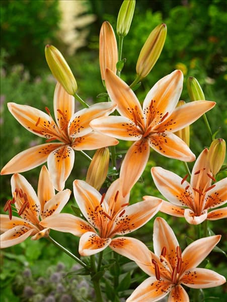 Lilium Asiatic Orange Electric