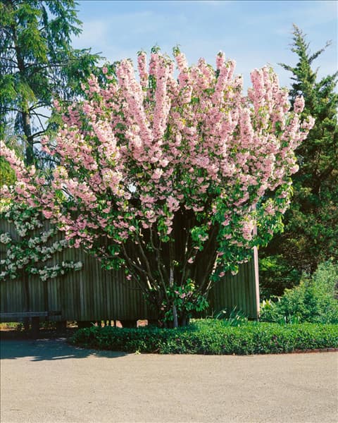 MALUS VAN ESELTINE