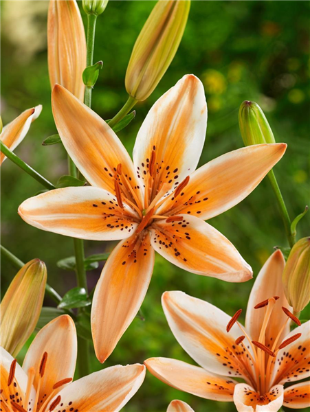 Lilium Asiatic Orange Electric