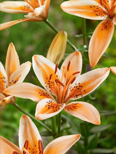 Lilium Asiatic Orange Electric