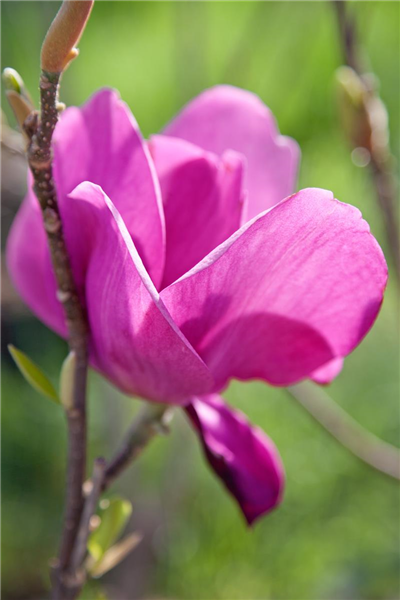 Magnolia Cleopatre