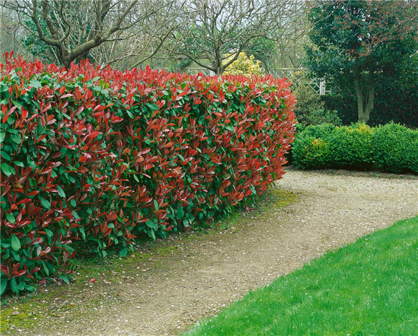 Photinia x fraseri Red Robin