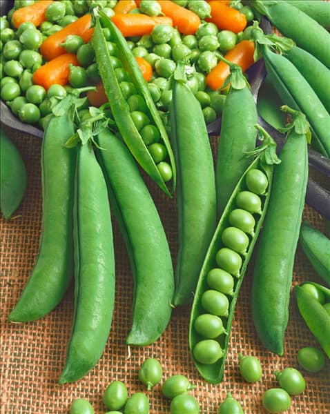 Pisum sativum Progress