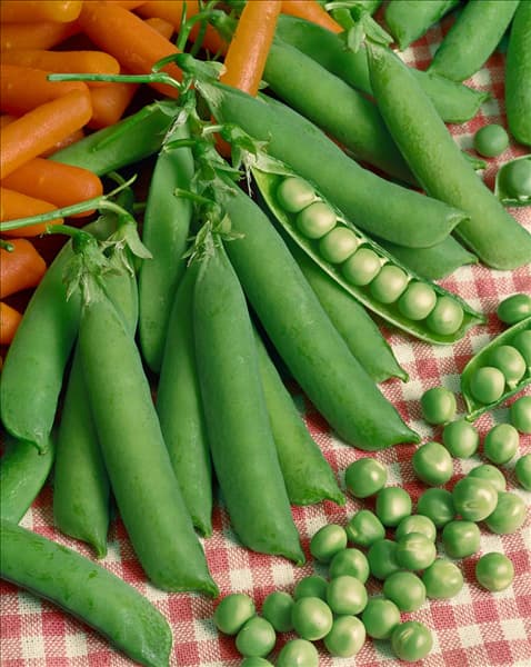 Pisum sativum subsp. sativum Annonay