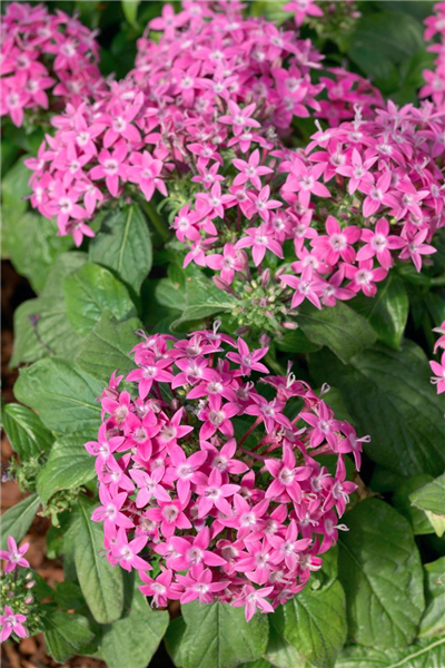 Pentas lanceolata Graffiti Violet