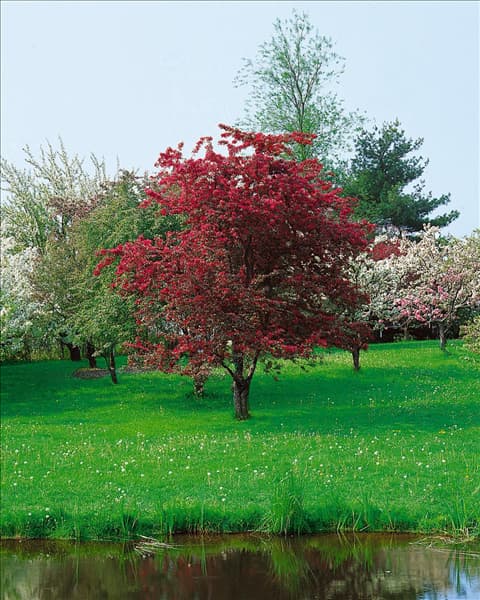 MALUS PROFUSION