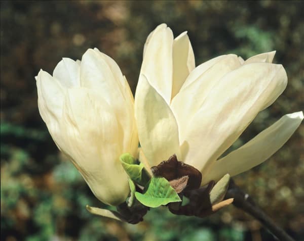 Magnolia denudata Fei Huang