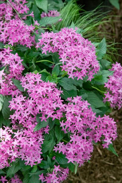 Pentas lanceolata  Graffiti Violet