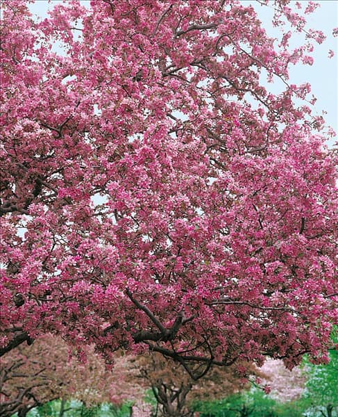 Malus Profusion