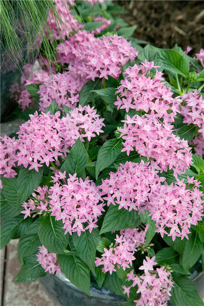 Pentas lanceolata Graffiti Pink
