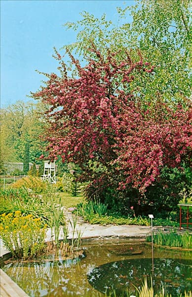 MALUS PROFUSION