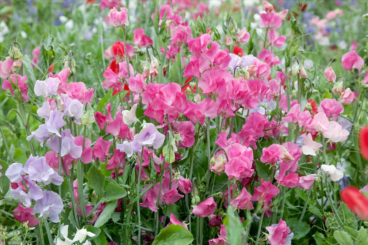 Lathyrus odoratus Mischung