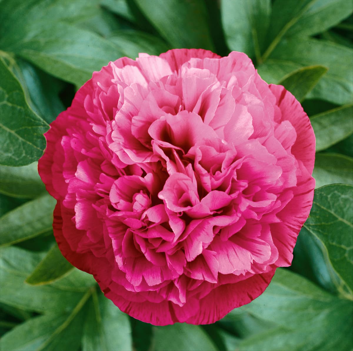 Paeonia officinalis Rosea Plena