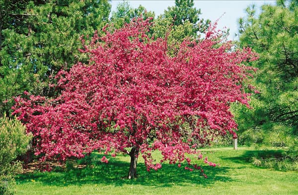 MALUS PROFUSION