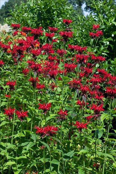Monarda Squaw