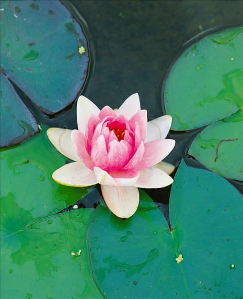 NYMPHAEA FABIOLA LIGHT ROSE