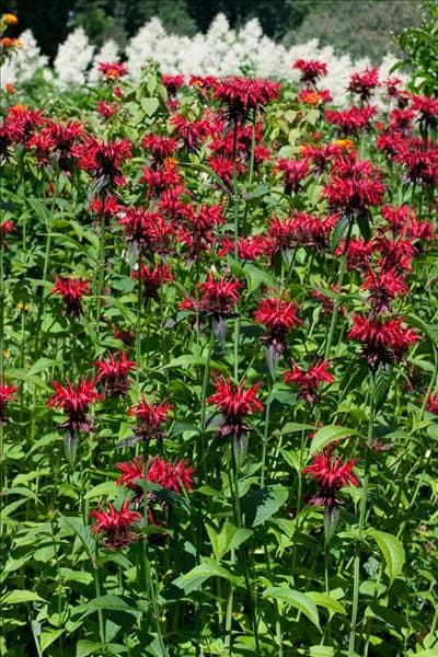 Monarda Squaw