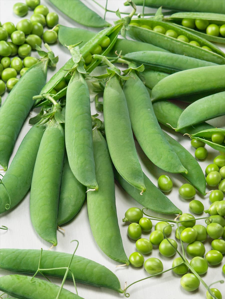 Pisum sativum Kleine Rheinländerin