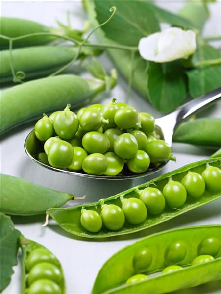 Pisum sativum Kleine Rheinländerin