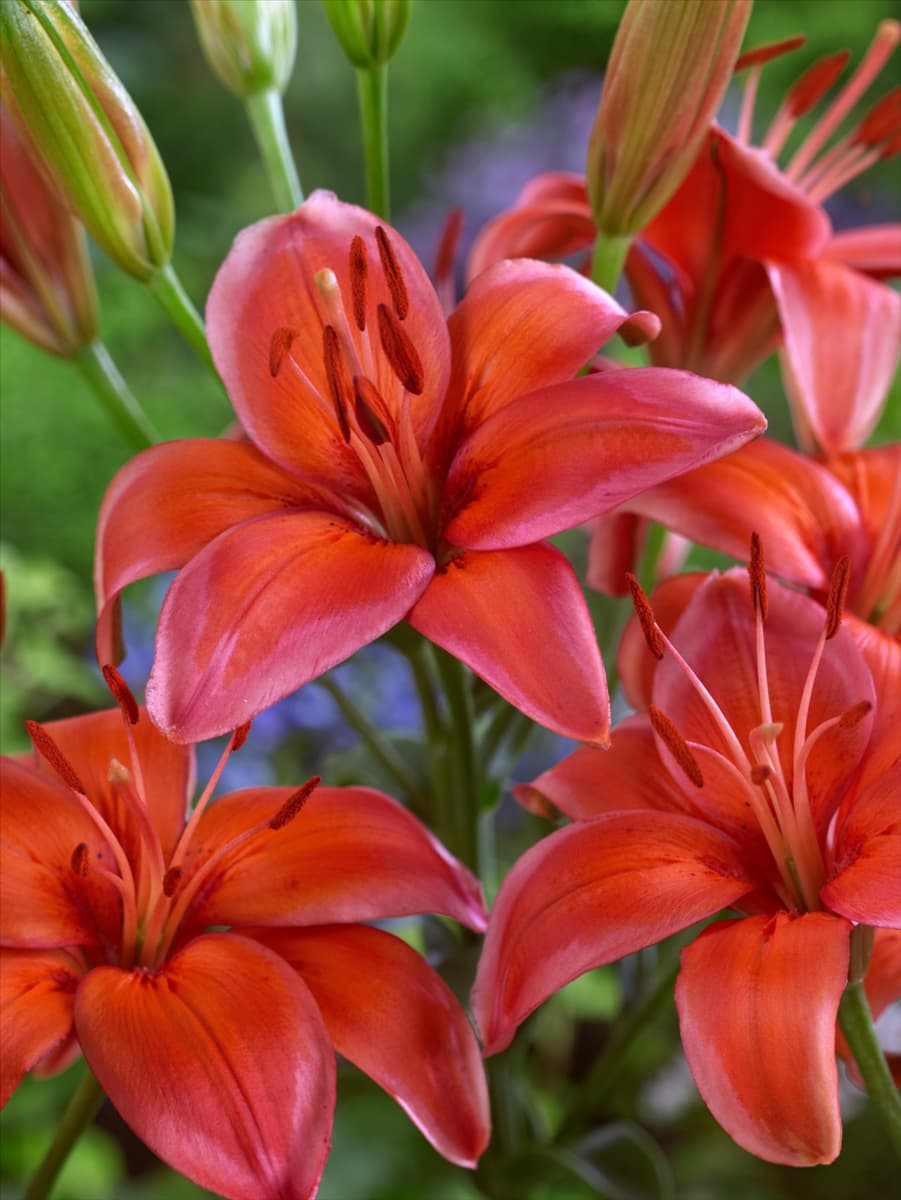 Lilium Asiatic Red Electric