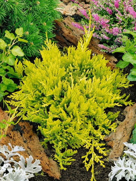 Juniperus horizontalis Golden Carpet