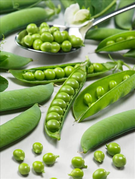 Pisum sativum Kleine Rheinländerin