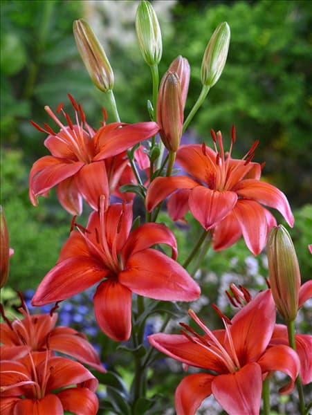 Lilium Asiatic Red Electric