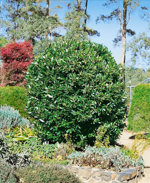 Laurus nobilis